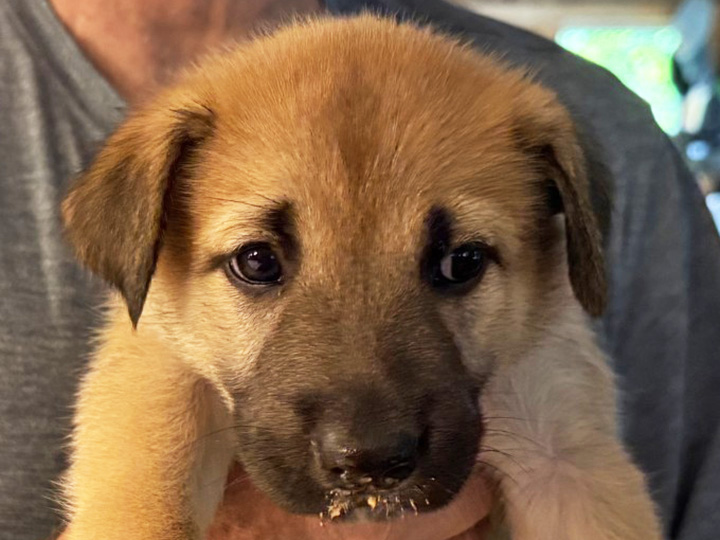 chinook puppy